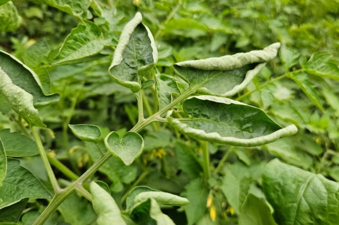 A plant exhibiting tomato leaf curl appearing to have bright green foliage with dried edges on the leaves and stems placed somewhere with sunlight