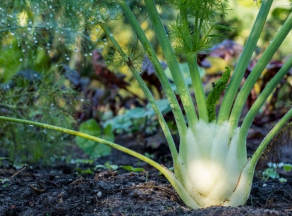 A close-up shot of a developing crop called fennel