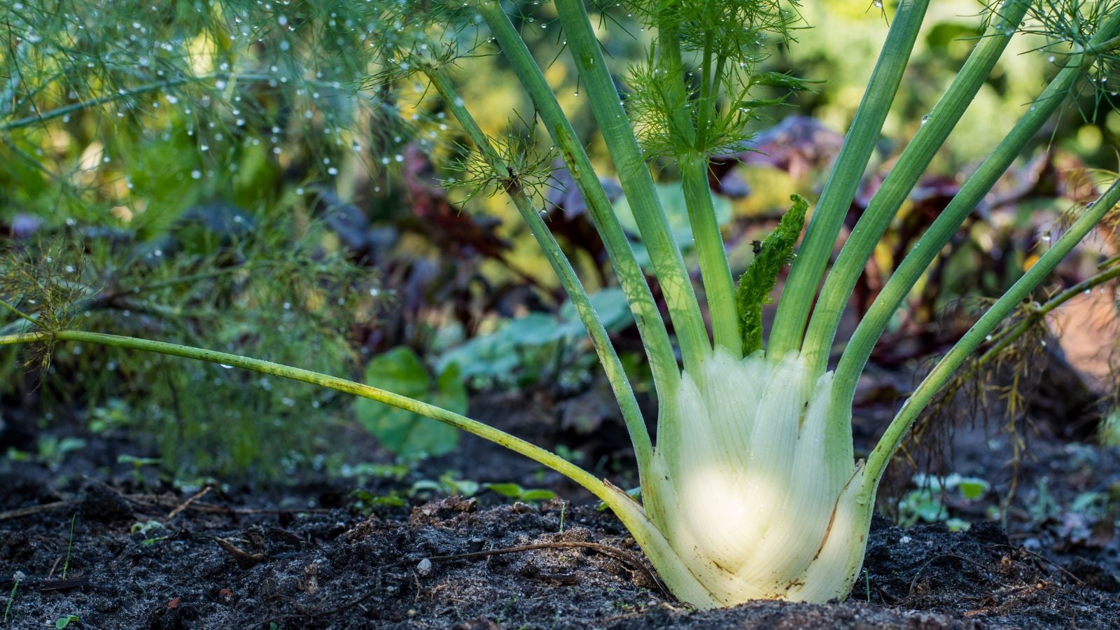 A close-up shot of a developing crop called fennel