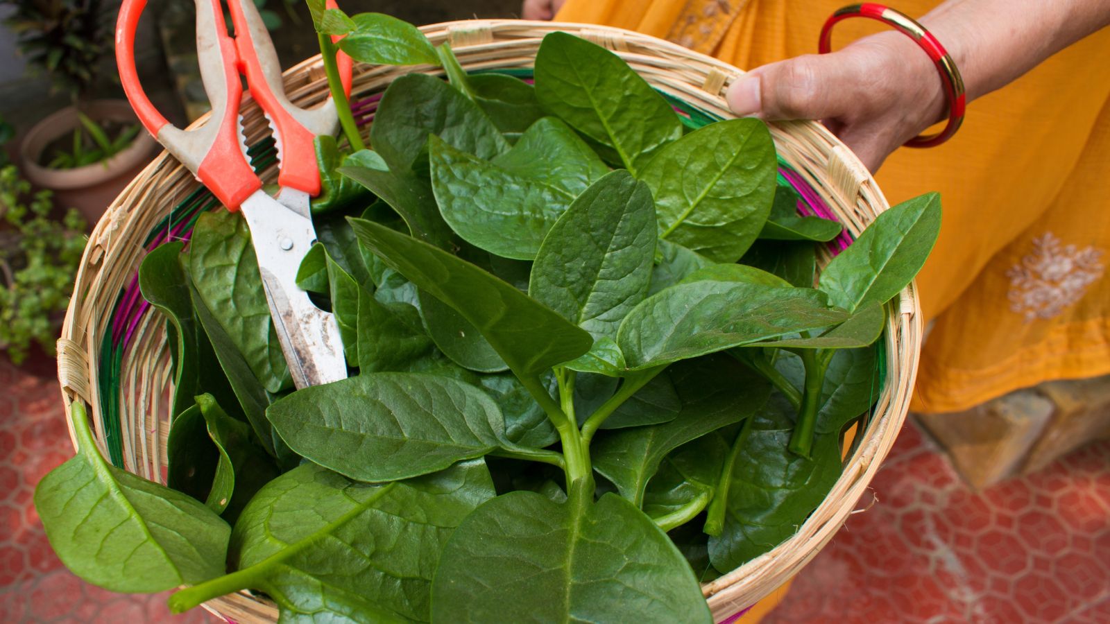 A close-up shot of a person in the process of harvesting green leaves of a vining crop, with the leaves all placed on a woven basket, all situated in a well lit area outdoors