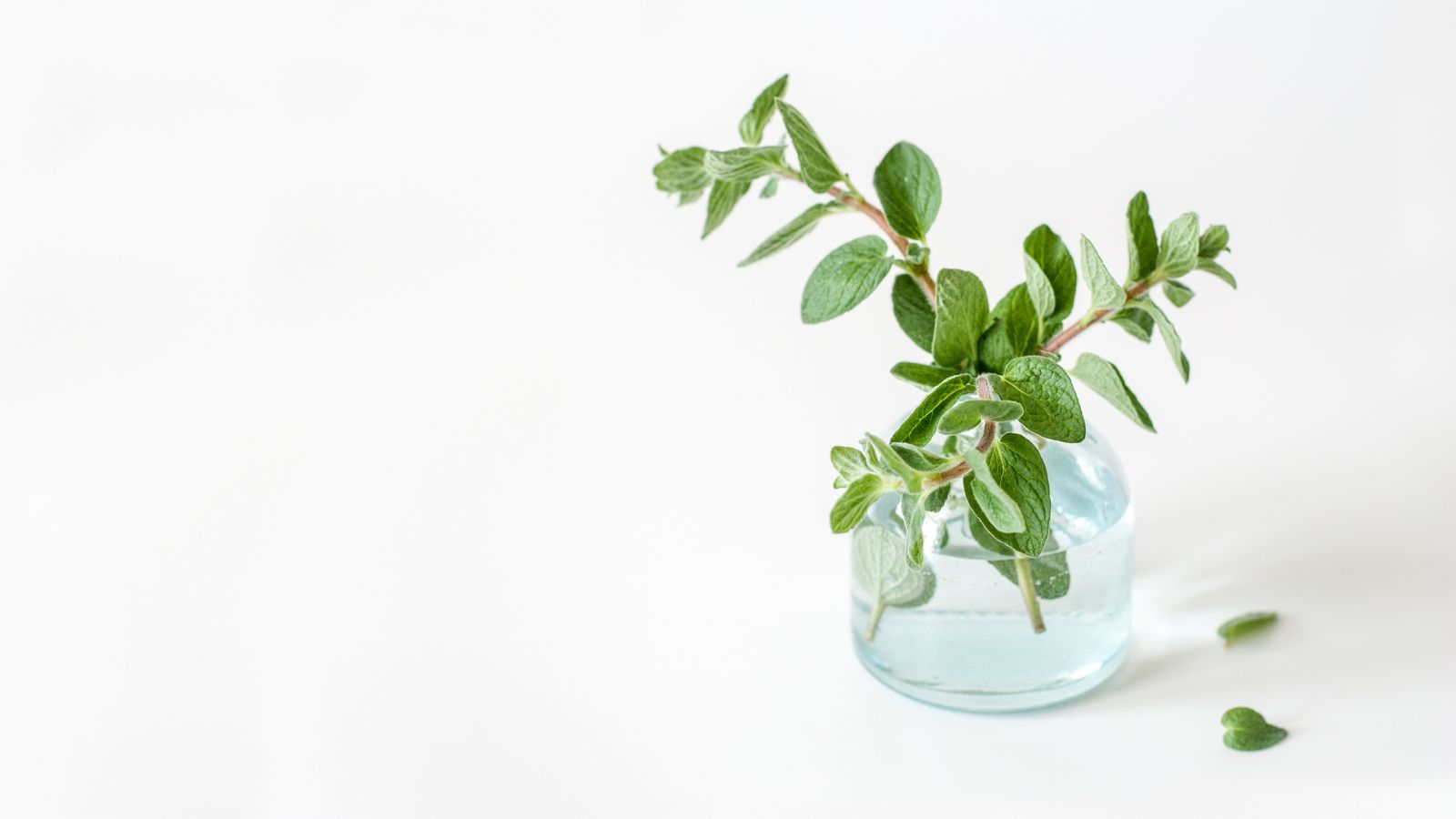 A close-up shot of freshly picked sprigs of herbs, placed on a small container with water, all situated in a well lit area