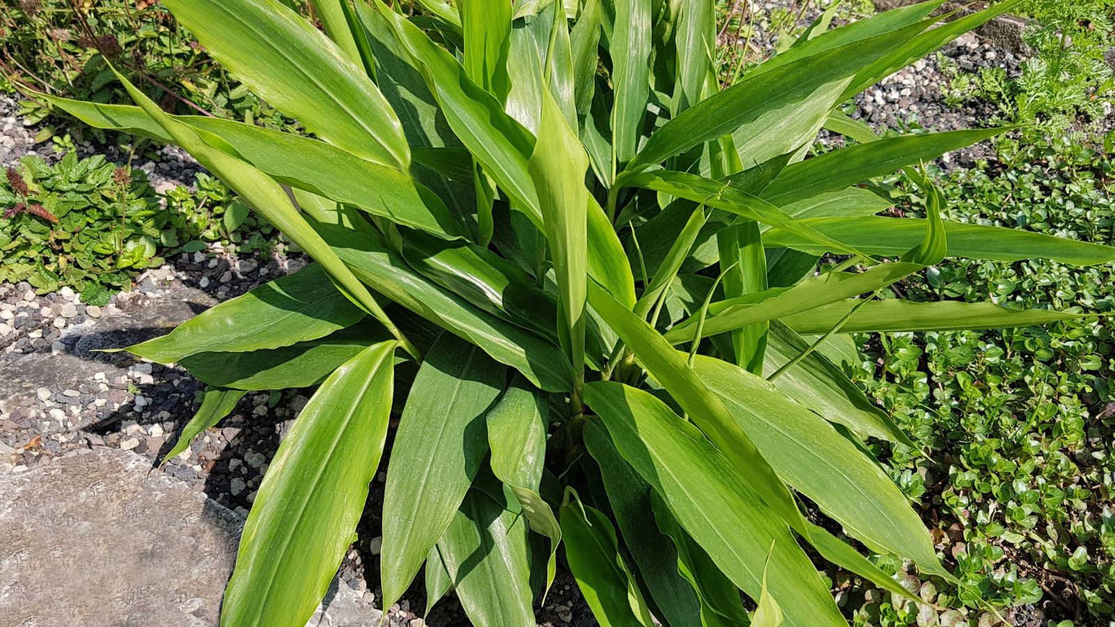 A close-up shot of leaves of a developing perennial in a well lit area outdoors