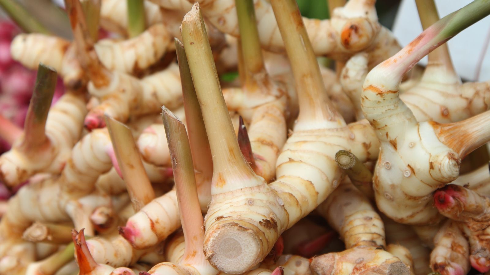 A close-up shot of rhizome of a perennial plant