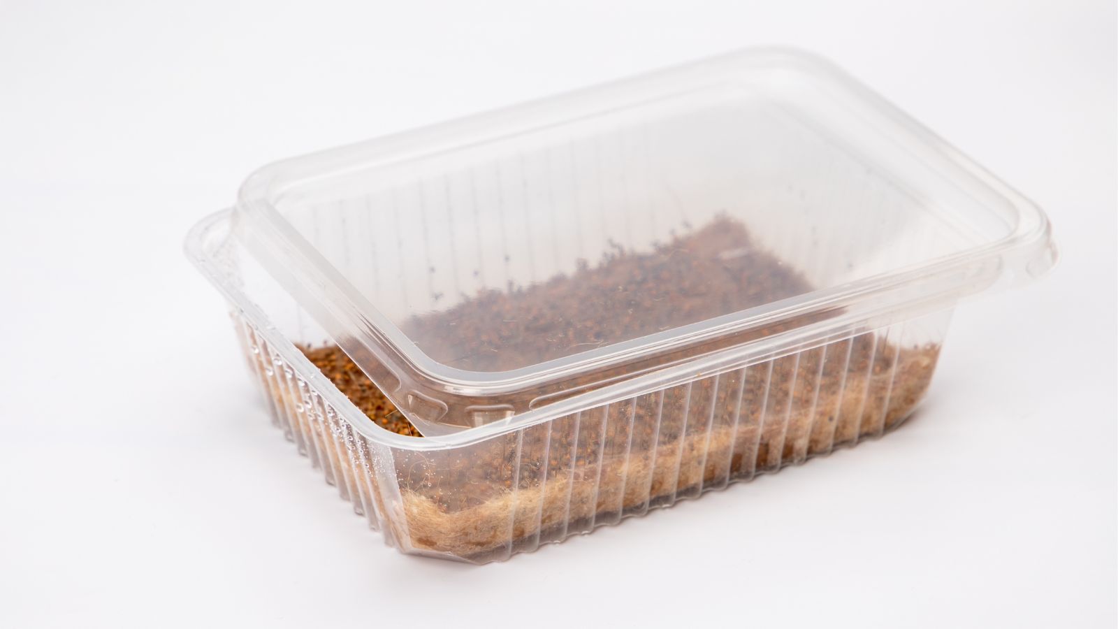 A shot of a covered container with seeds in a well lit area