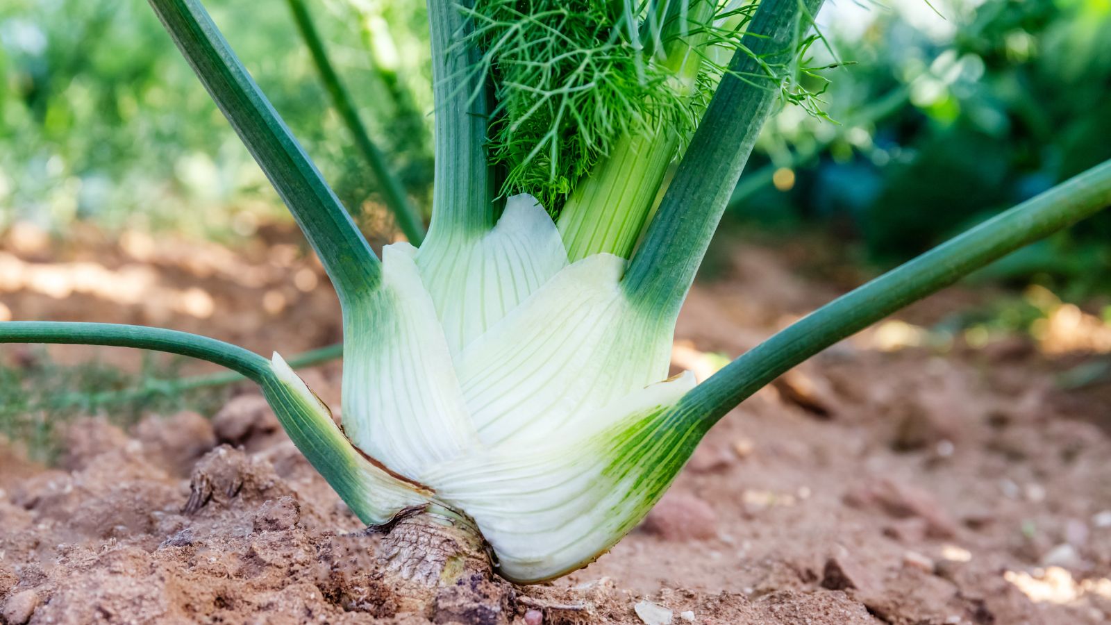 A shot of a developing bulbous crop in rich soil outdoors