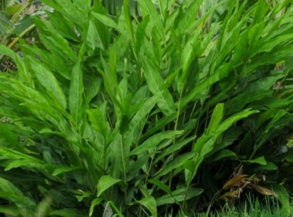 A shot of a developing perennial plant called galangal