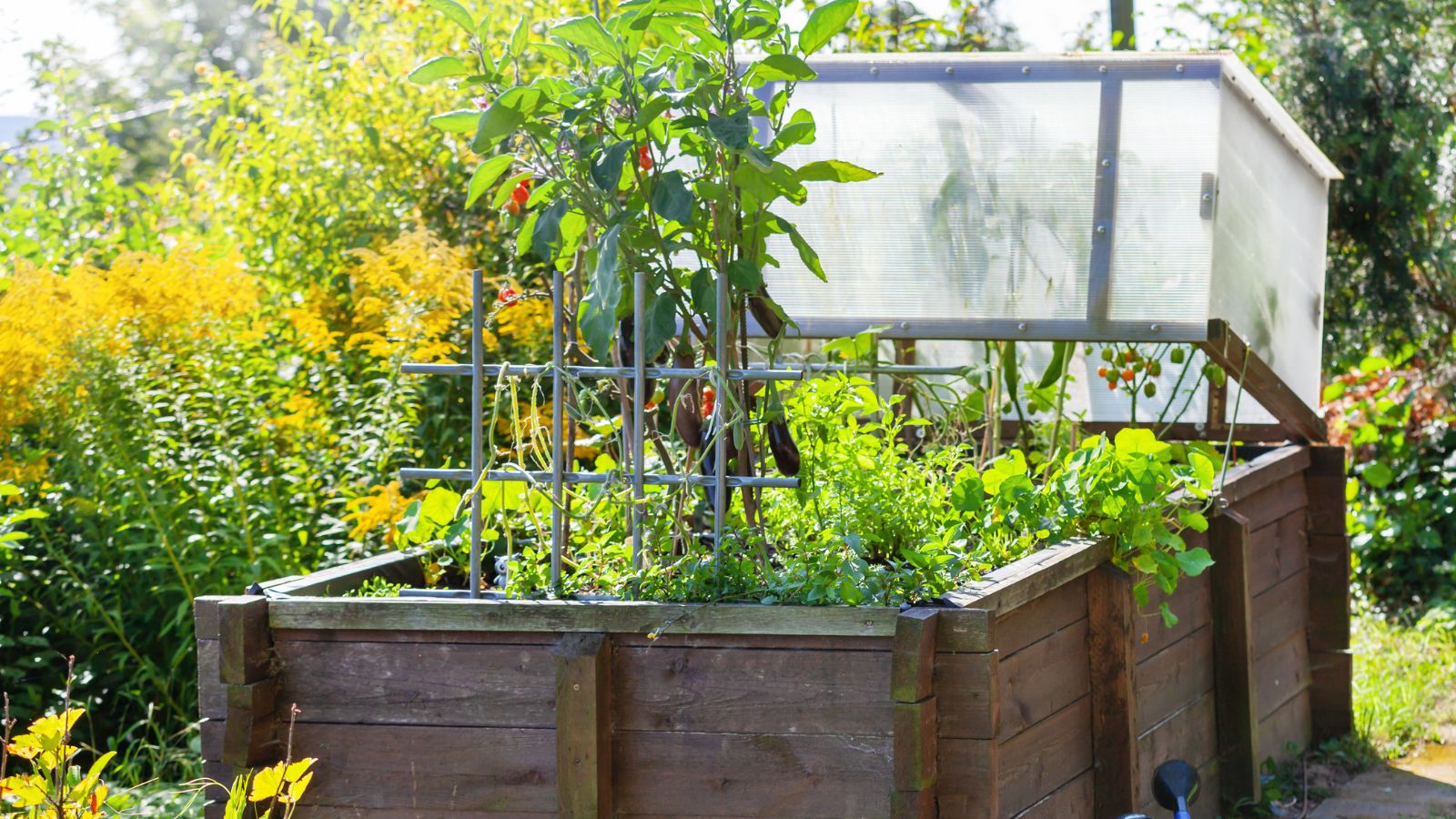 A shot of a raised bed of intercropped vegetables