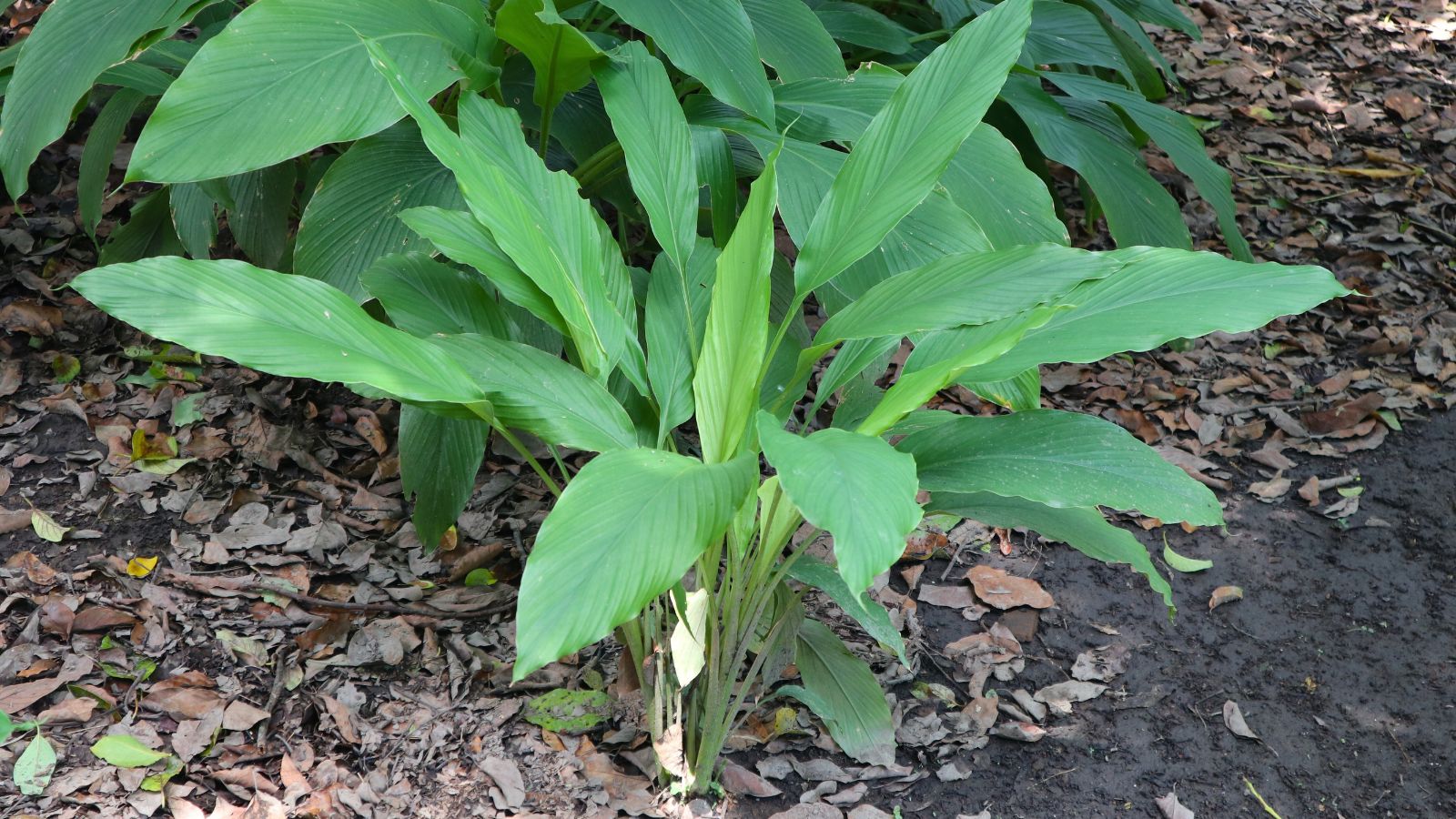 A shot of a growing perennial plant showcasing its green leaves and stems in rich soil outdoors