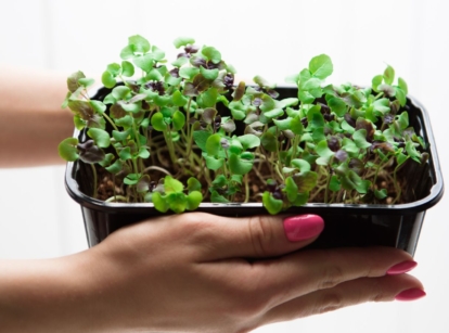 A shot of a person holding a container of basil microgreens