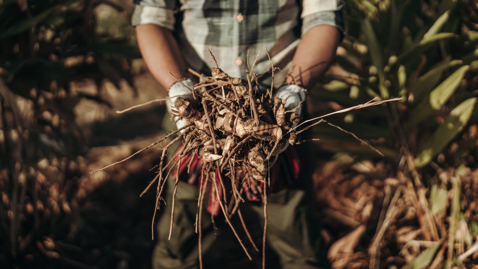 A shot of a person holding freshly harvested rhizomes