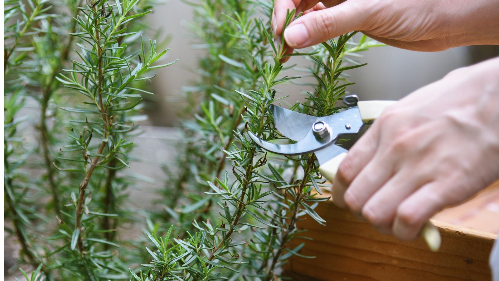 A shot of a person using hand pruners and is in the process of cutting branches of an herb
