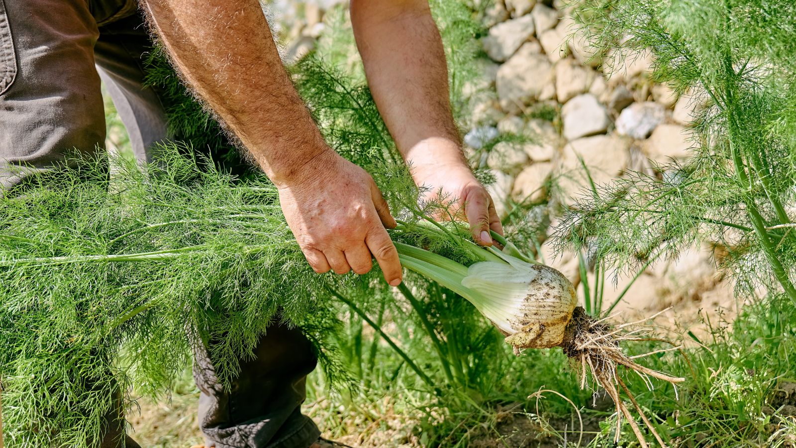 A shot of a person in the process of harvesting a bulbous crop in a well lit area outdoors