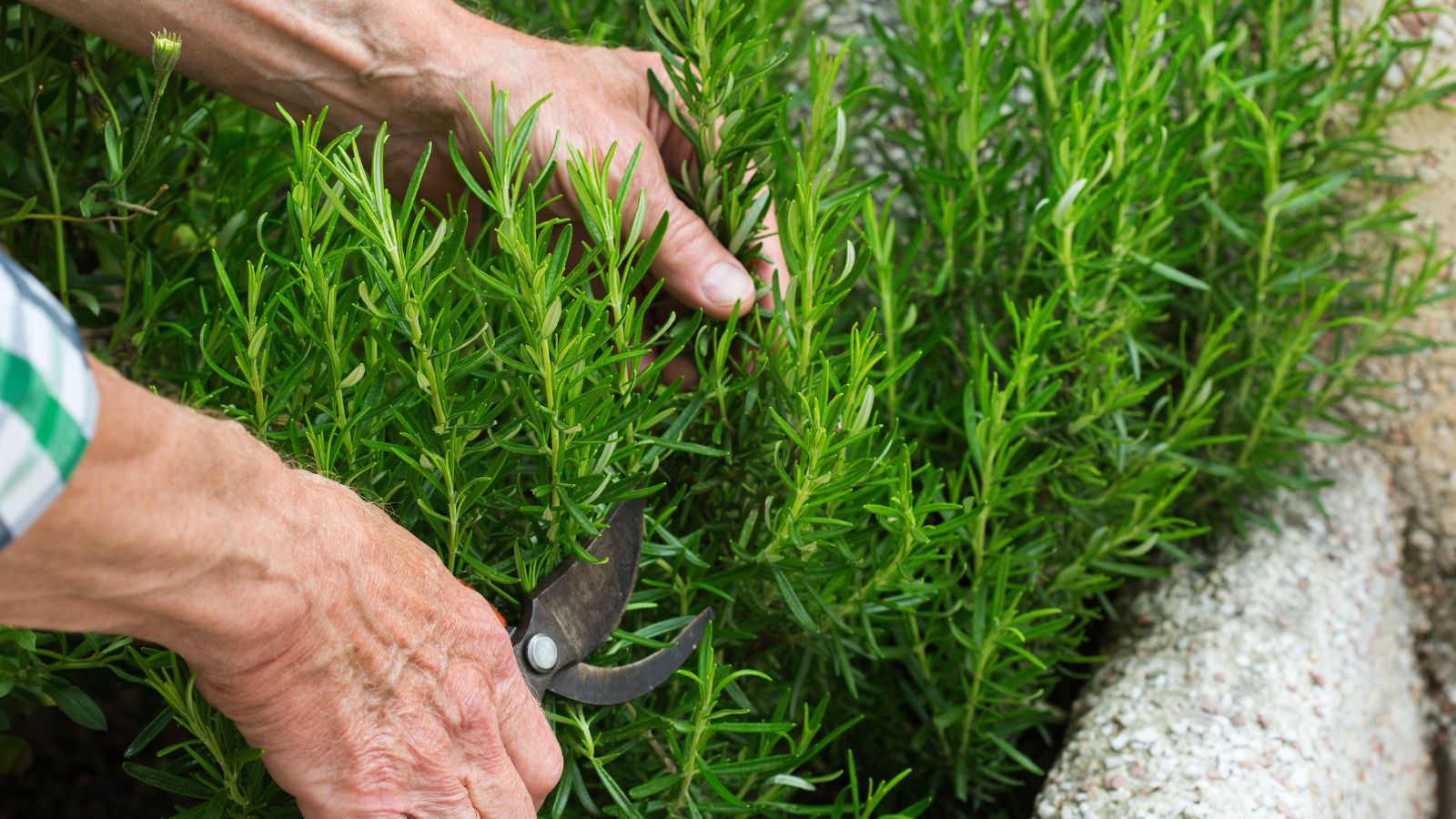 A close-up shot of a person using hand pruners to trim aromatic plants outdoors