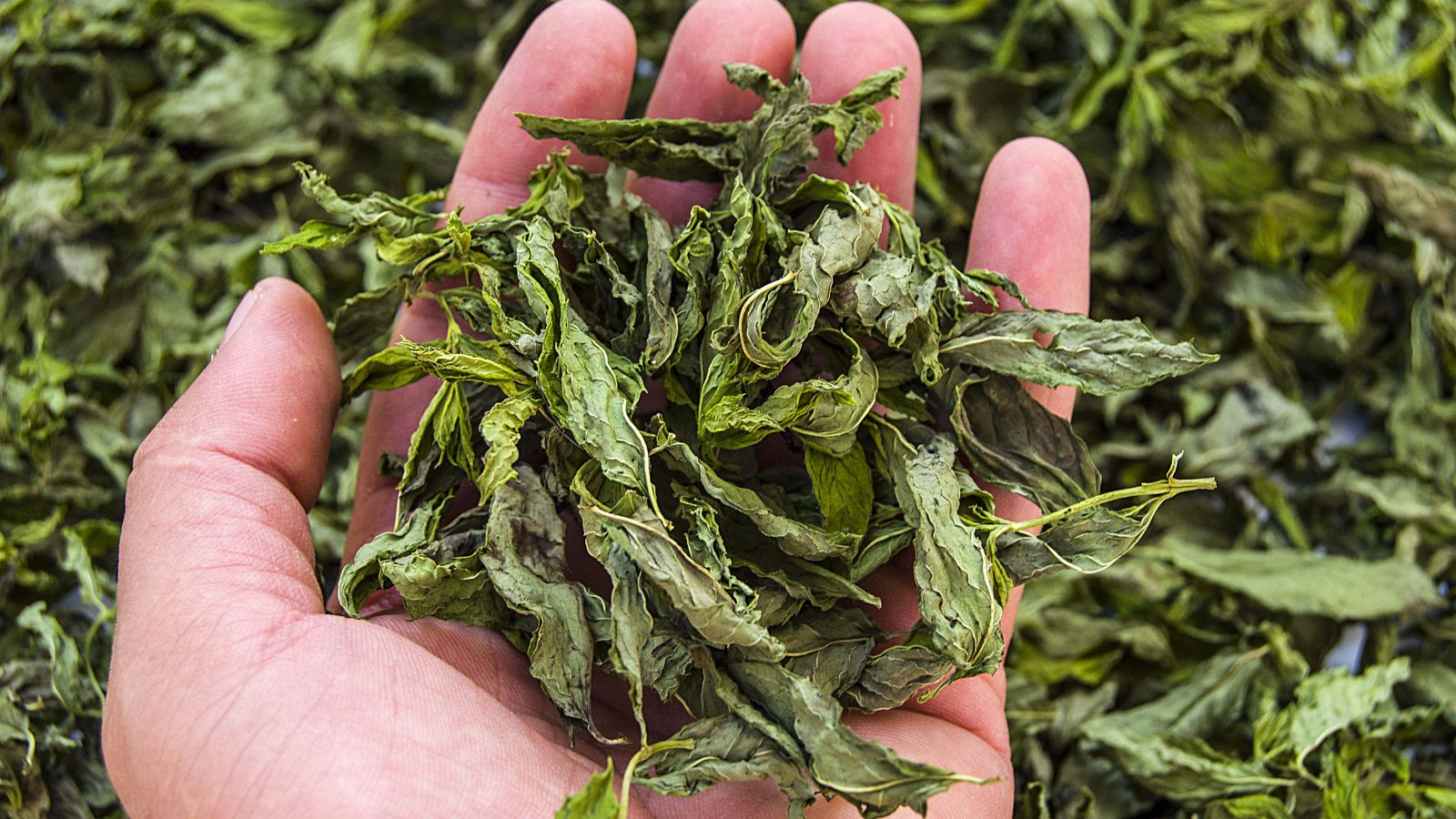 A shot of a person's hand holding dried leaves of an herb