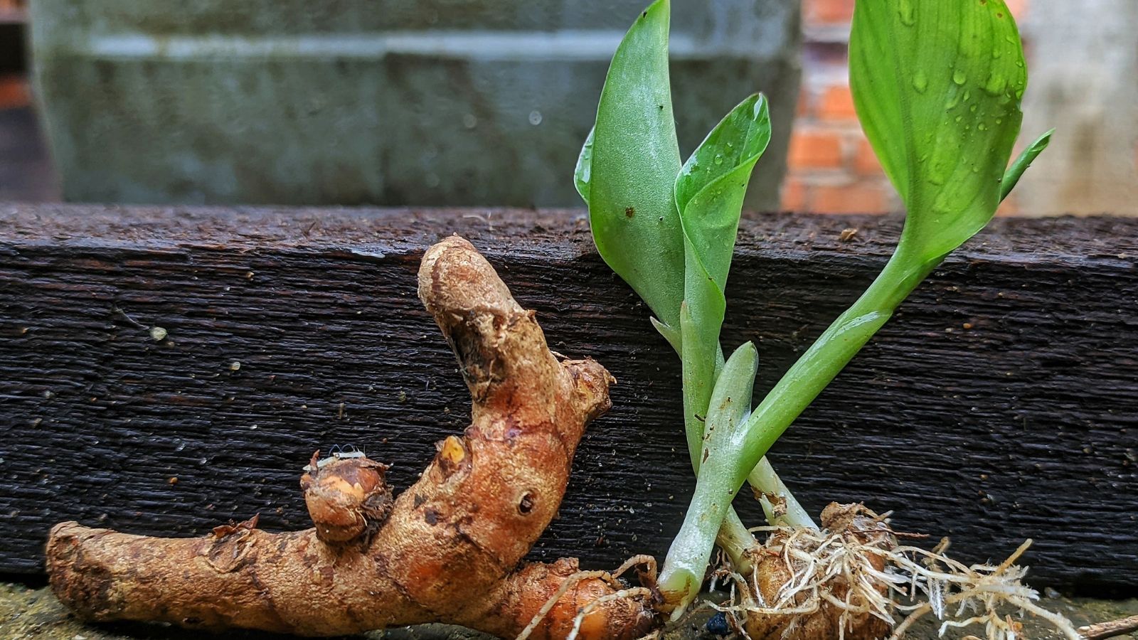 A shot of a rooted rhizome of a perennial in a well lit area outdoors