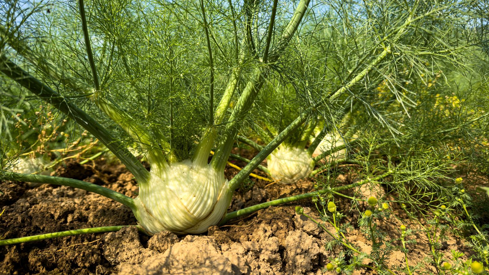 A shot of a row of several developing bulbs of a crop in a well lit area outdoors
