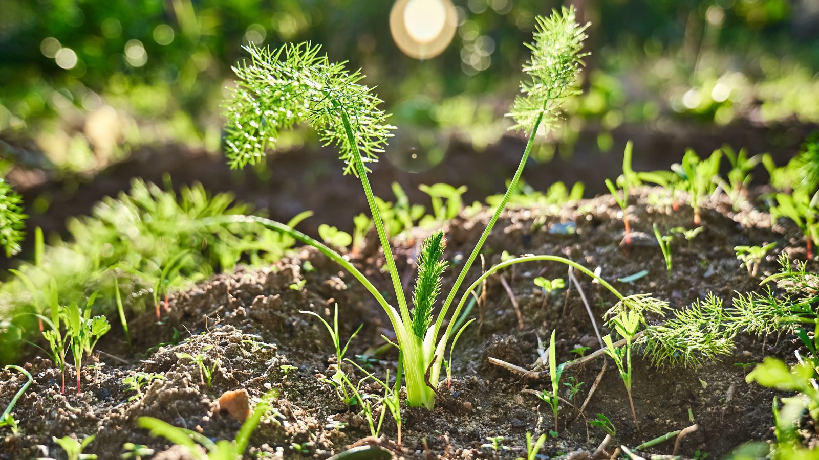 A shot of a seedling of a bulbous crop