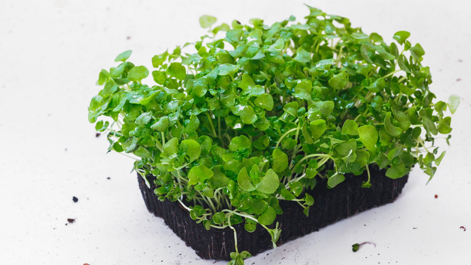 A shot of fresh sprouts in a container