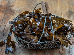 A shot of marine algae in a small wire basket that will be used as seaweed fertilizer
