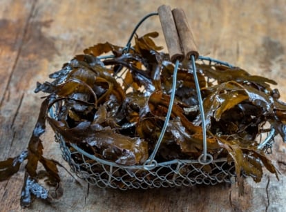 A shot of marine algae in a small wire basket that will be used as seaweed fertilizer