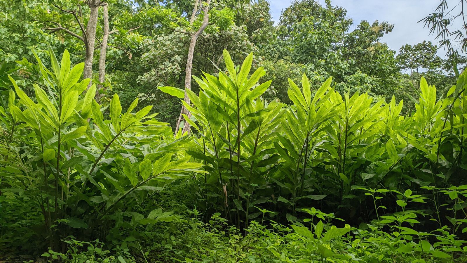 A shot of several developing large perennial plants outdoors
