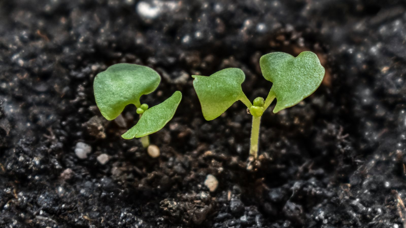 A shot of several developing sprouts on rich moist soil in a well lit area