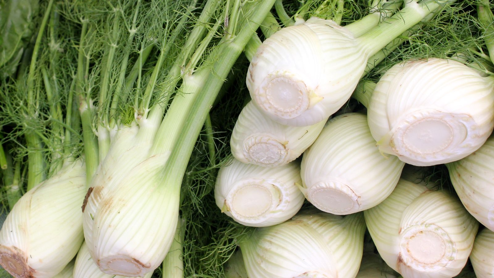 A shot of several freshly harvested Romanesca variety of crop