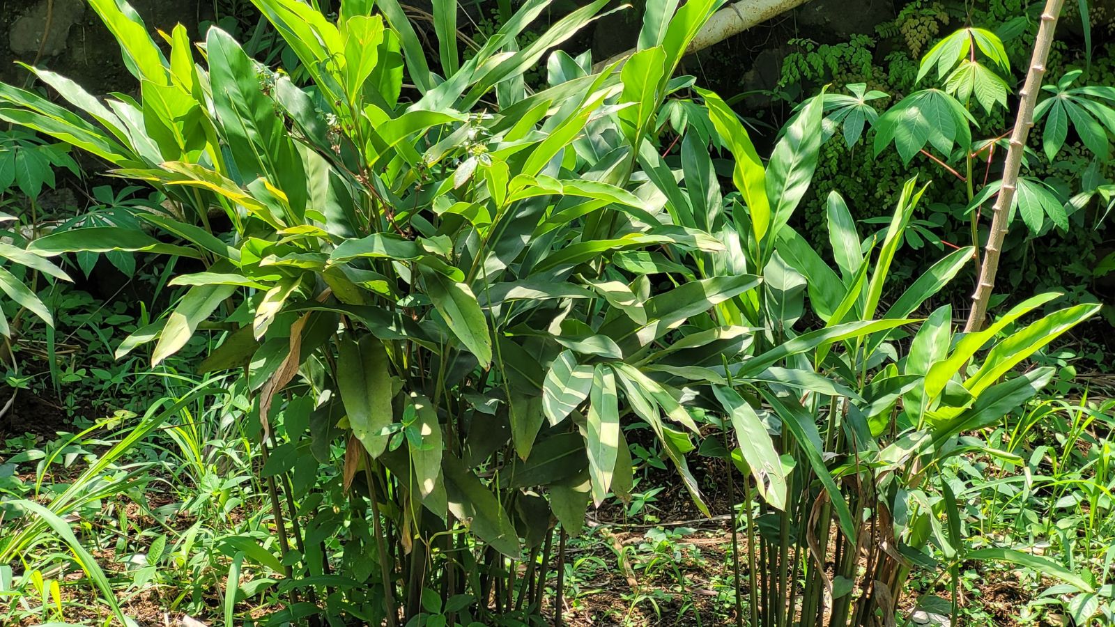A shot of the greater variety of a perennial plant basking in bright sunlight