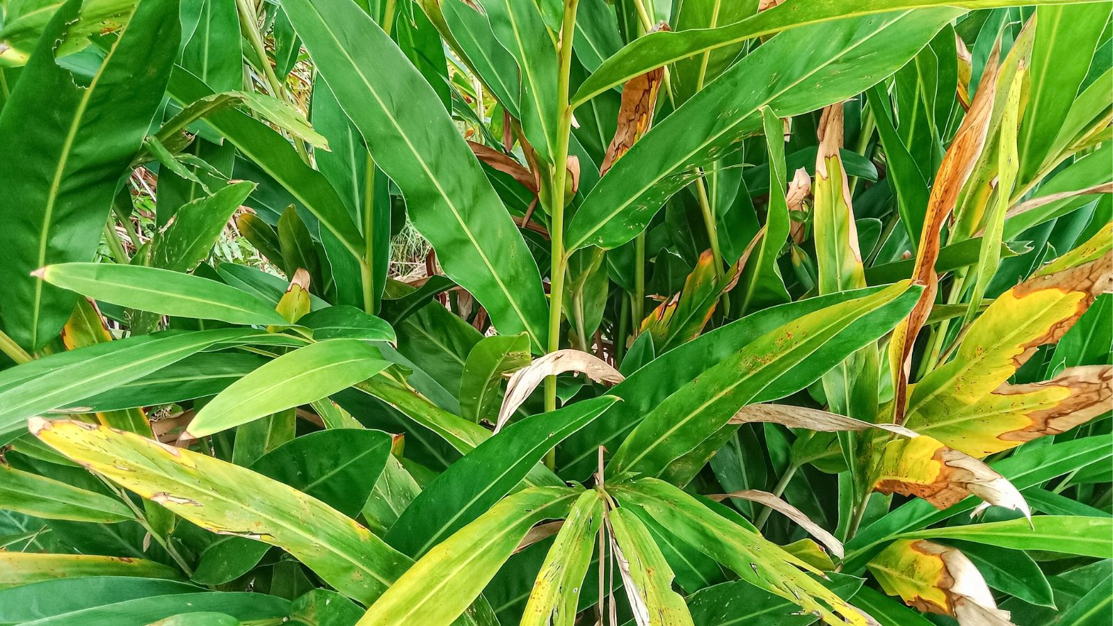 A shot of yellowed and green leaves of a perennial plant