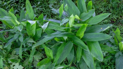 An overhead and close-up shot of a developing perennial plant
