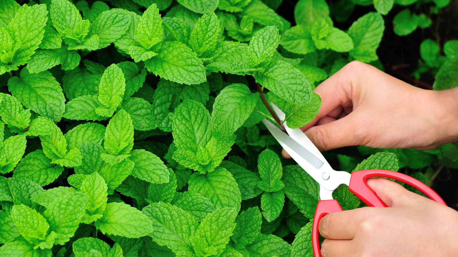An overhead and close-up shot of a person's hand collecting leaves of an herb using hand scissors