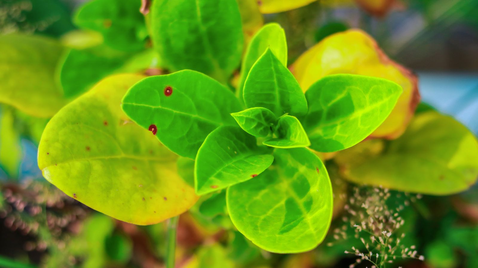 An overhead and close-up shot of green leaves of a crop showing sign of mild disease, all situated in a well lit area outdoors