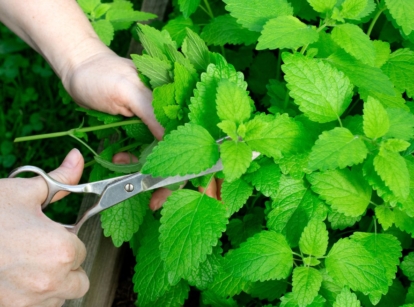 A close-up and overhead shot of a person in the process of harvesting aromatic herbs