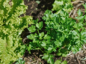 An overhead shot of an herb developing alongside a leafy green lettuce, all situated on rich soil, showcasing cilantro companion plants