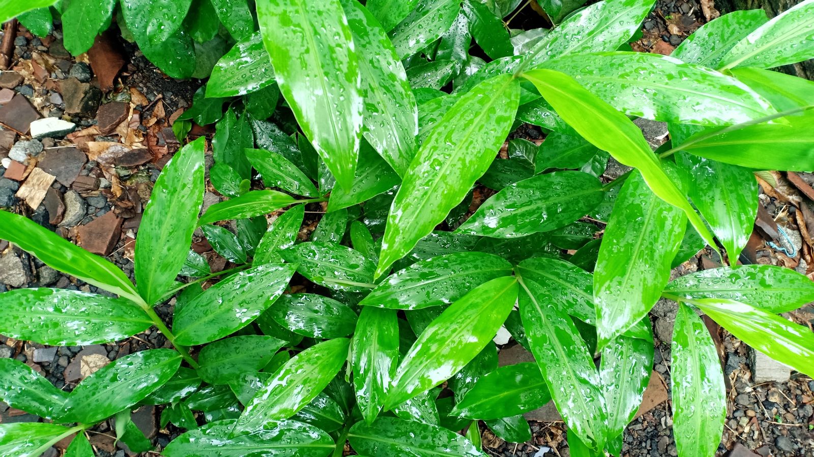 An overhead shot of leaves of a perennial with droplets of water in a well lit area outdoors