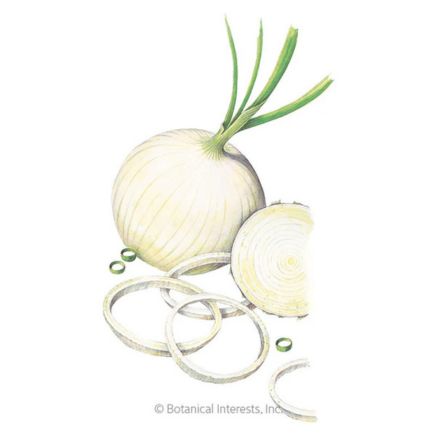 gladstone onion seeds