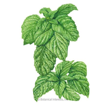 Lettuce Leaf Basil