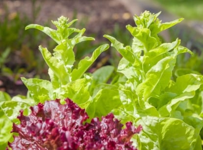 Multiple pieces of lettuce bolting, appearing to have bright green leaves with other plants surrounding it, placed under warm sunlight