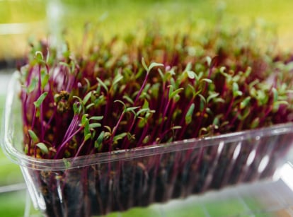Growing beet microgreens in a tray under grow lights.