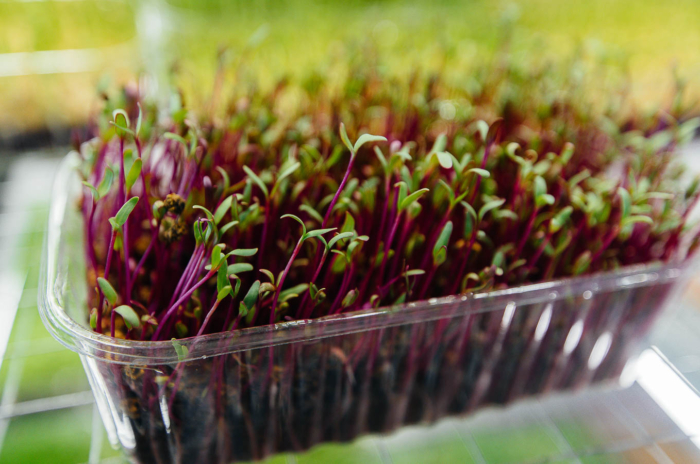 Growing beet microgreens in a tray under grow lights.