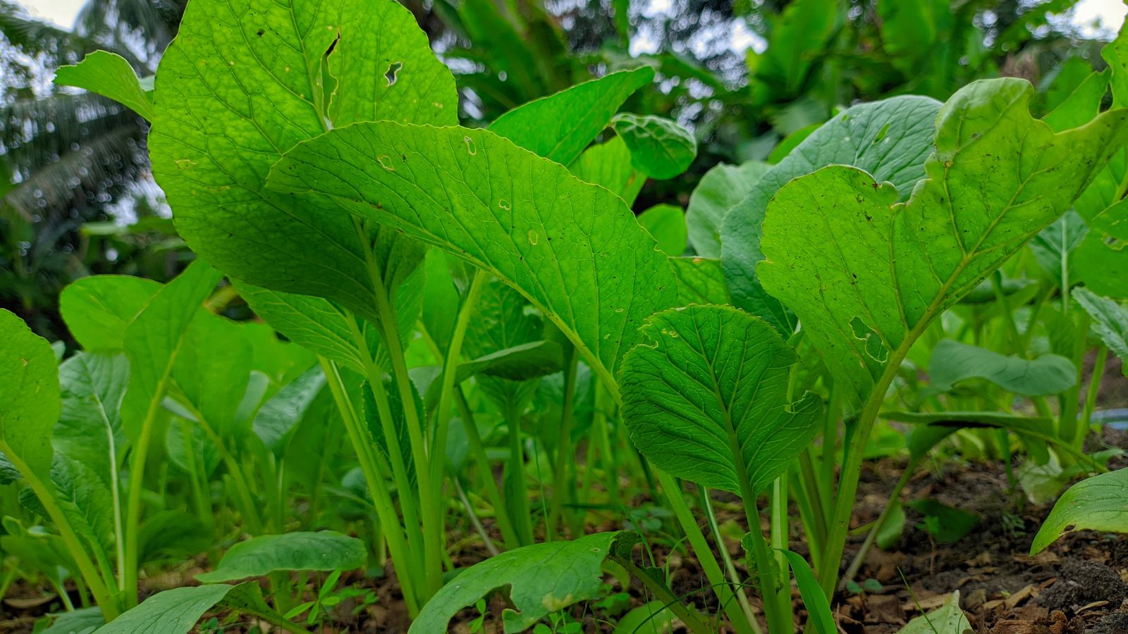 A base-angle shot of several leaves of a leafy crop