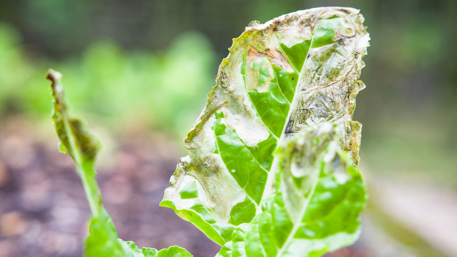 A close-up shot of a leaf of a crop showing signs of damage caused by a disease spread by a pest, all situated in a well lit area outdoors
