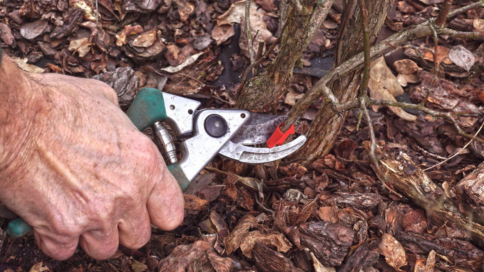 A close-up shot of a person, using hand shears to trim off a berry bush in a well lit area outdoors