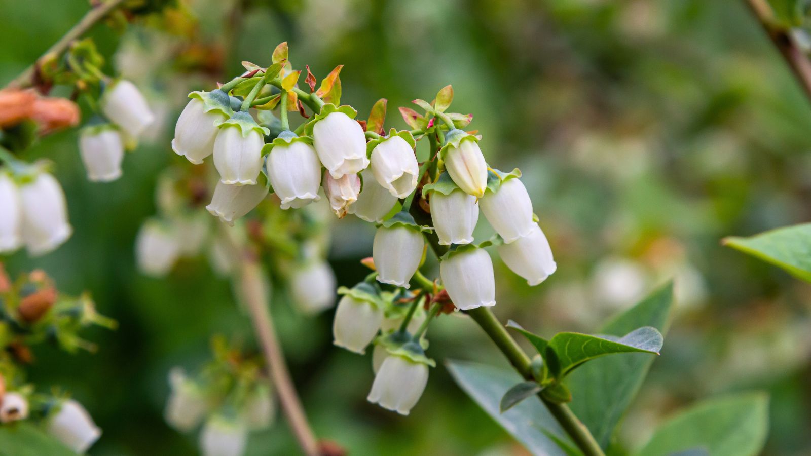 A close-up shot of fruit buds of a bush alongside its leaves in a well lit area outdoors