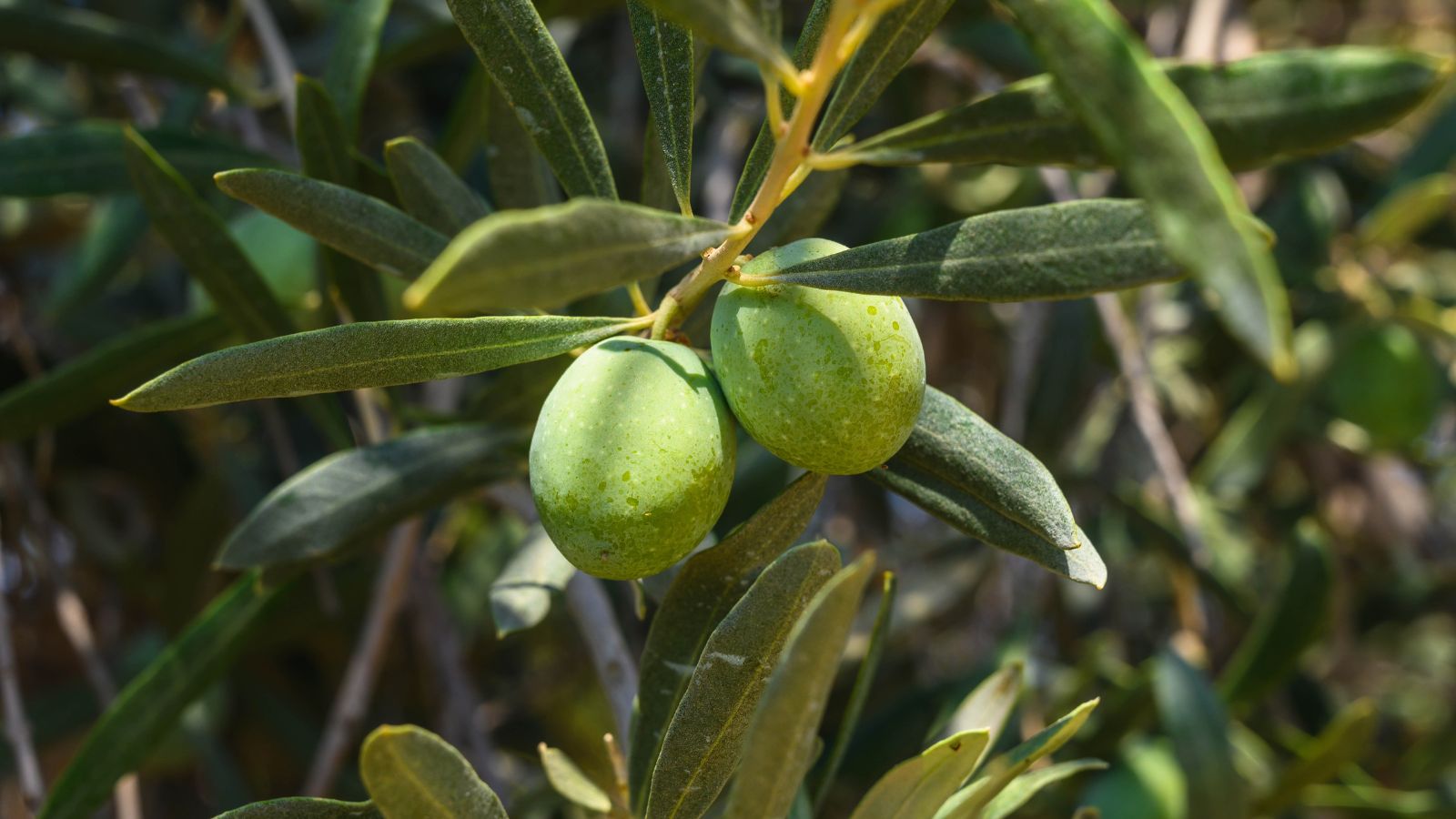 A close-up shot of fruits and leaves of a fruit-bearing tree