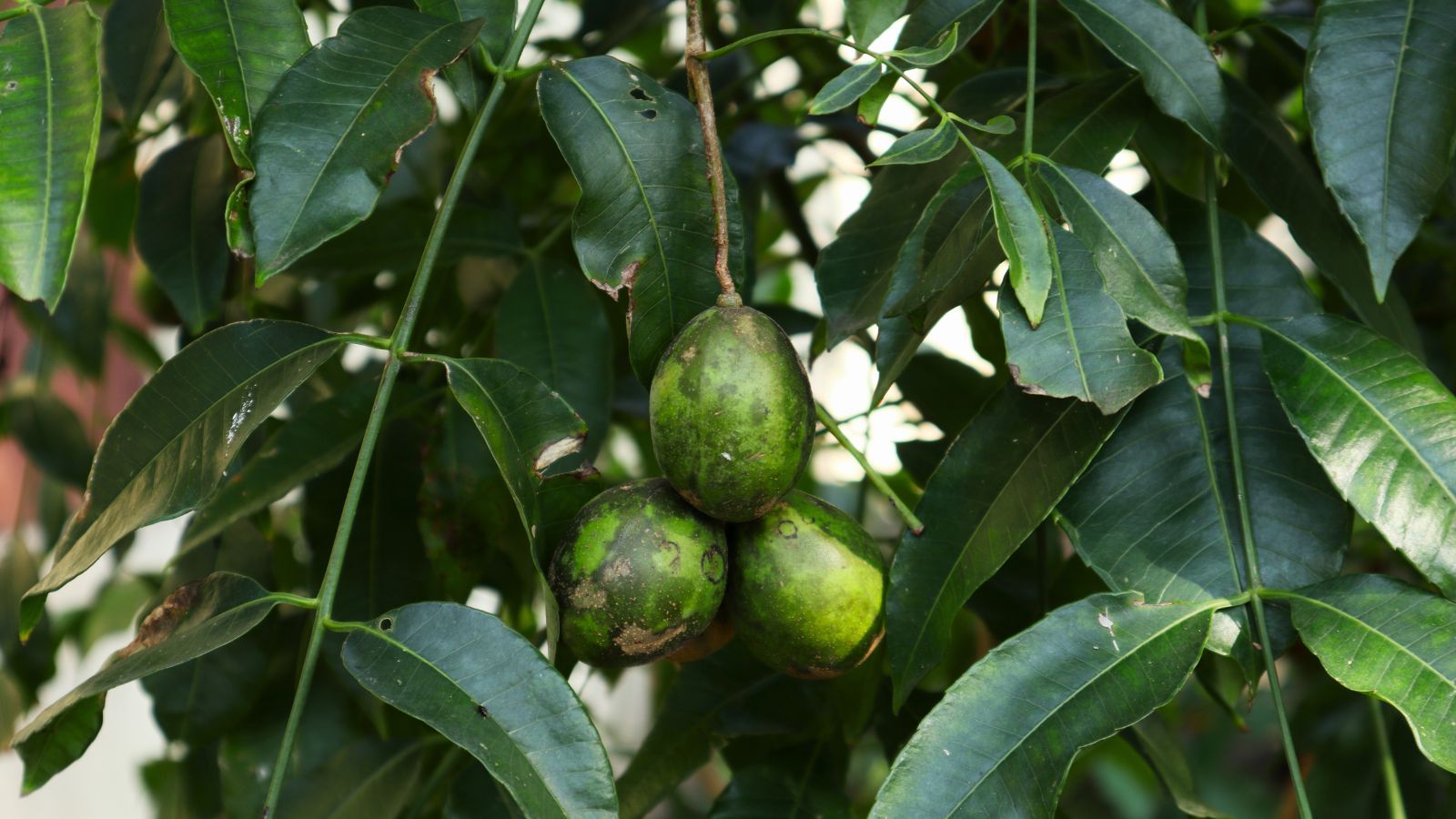 A close-up shot of fruits and leaves of a large plant in a well lit area
