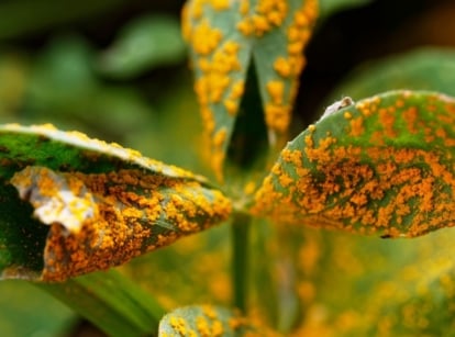 A close-up shot of leaves and stems of a plant, covered in orange spores, showcasing the severity of the rust fungus
