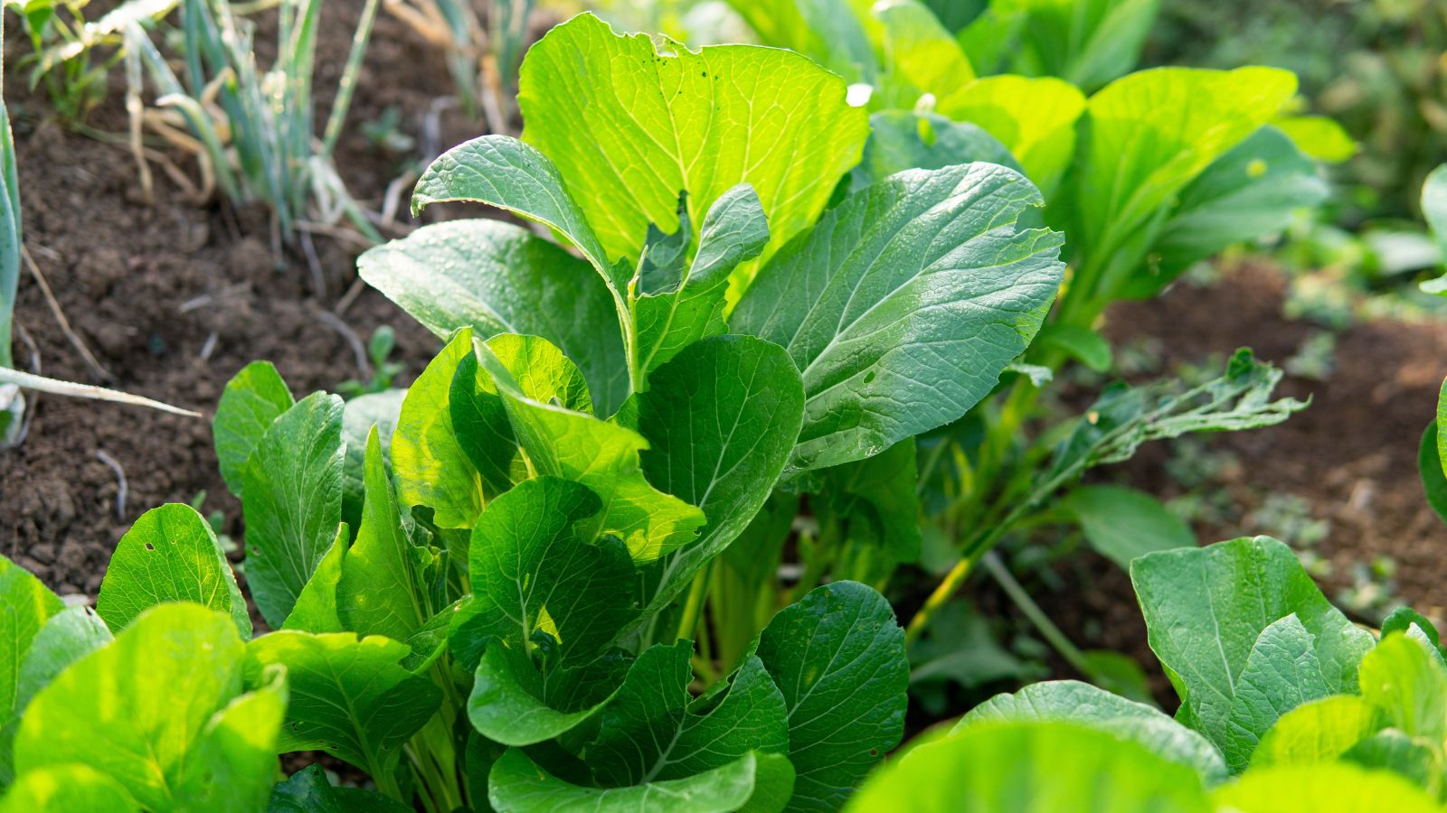 A close-up shot of leaves of a developing leafy crop all placed in a well lit area outdoors