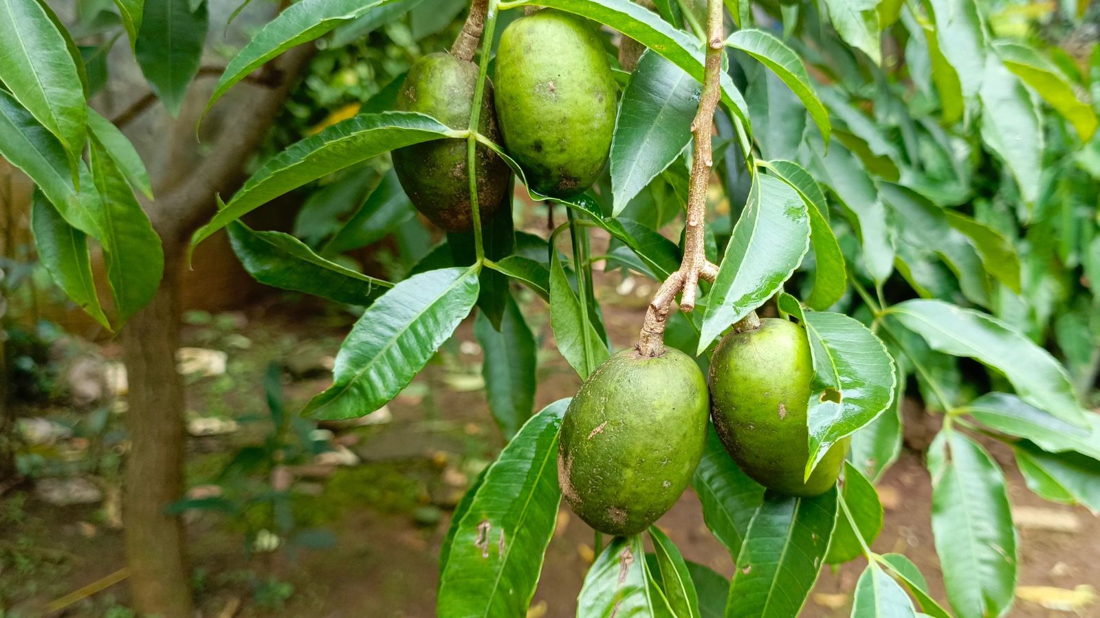 A close-up shot of several fruits and leaves of a fruit bearing large plant that is placed in a well lit area outdoors
