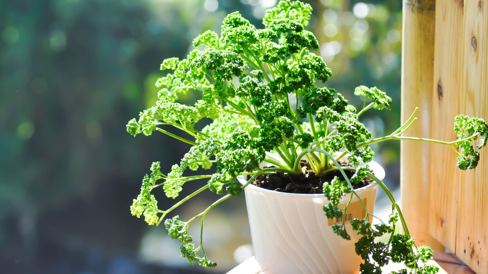 A healthy Petroselinum crispum in a white container, appearing to have curled leaves at the ends of thin green stems